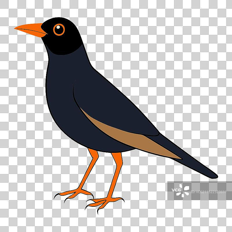 一只美丽的黑鸟站立图片素材