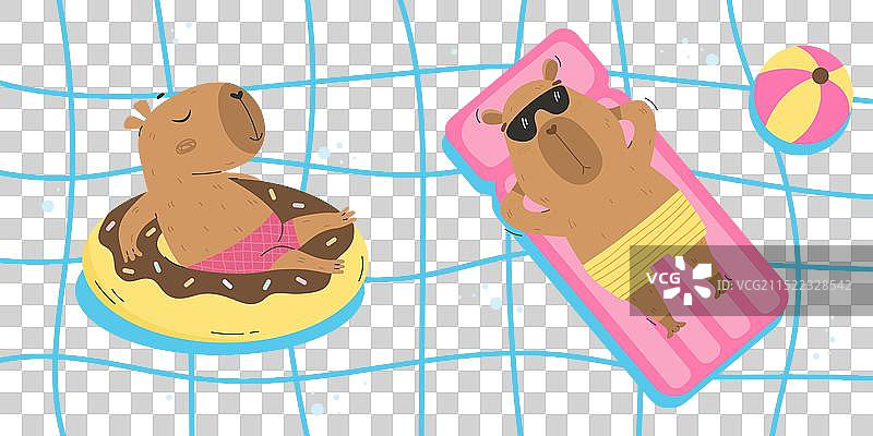 有趣的豚鼠漂浮在游泳池中图片素材