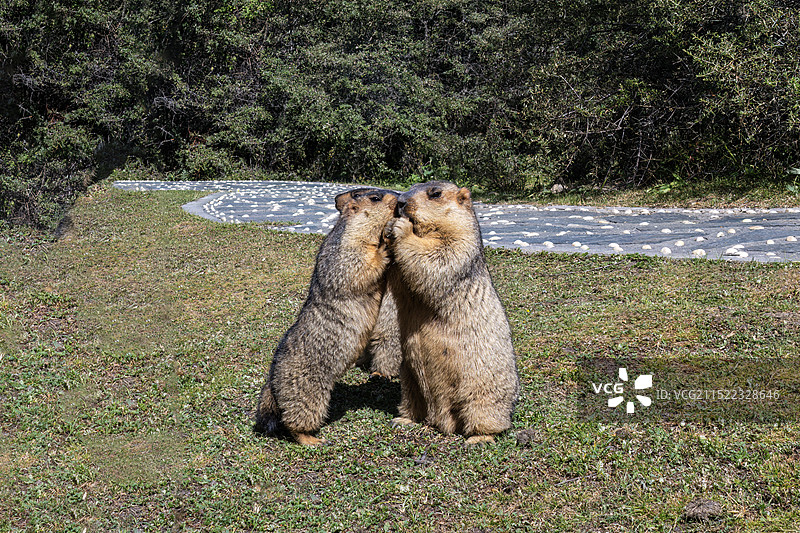 川西生态图片素材