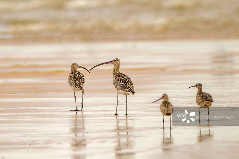 大杓鹬图片素材