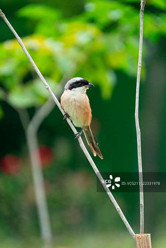 棕背伯劳  屠夫鸟 撸串师傅 城市常见鸟 留鸟  三有保护动物 深圳 深圳湾 人才公园图片素材