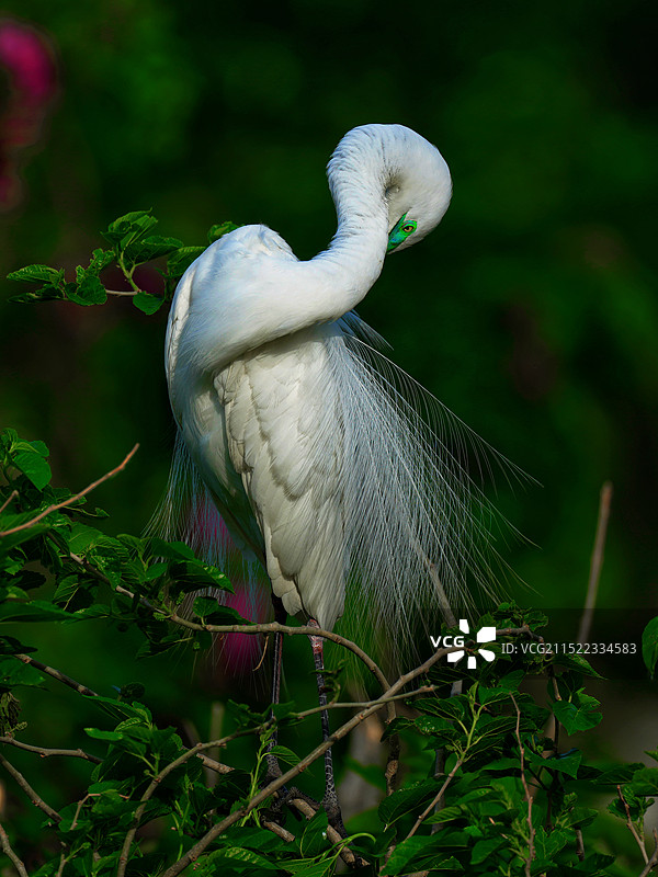 大白鹭图片素材