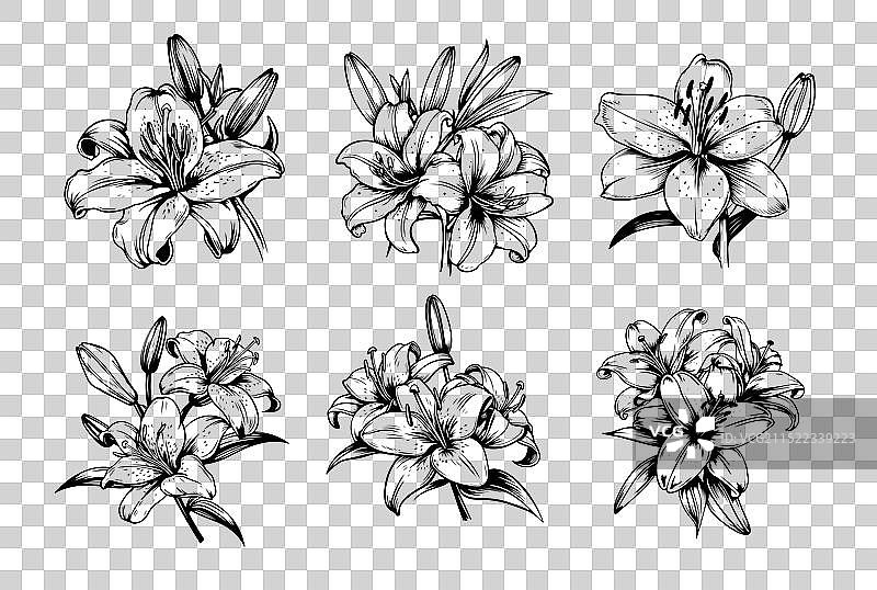 手绘涂鸦风格的百合花素材图片素材