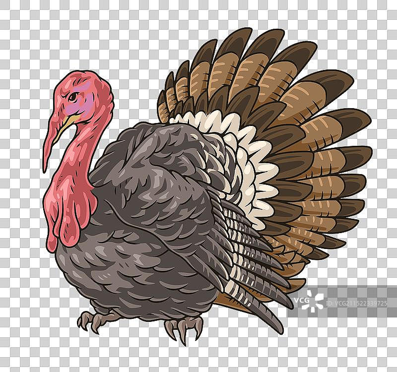 成年火鸡彩色贴纸套装图片素材