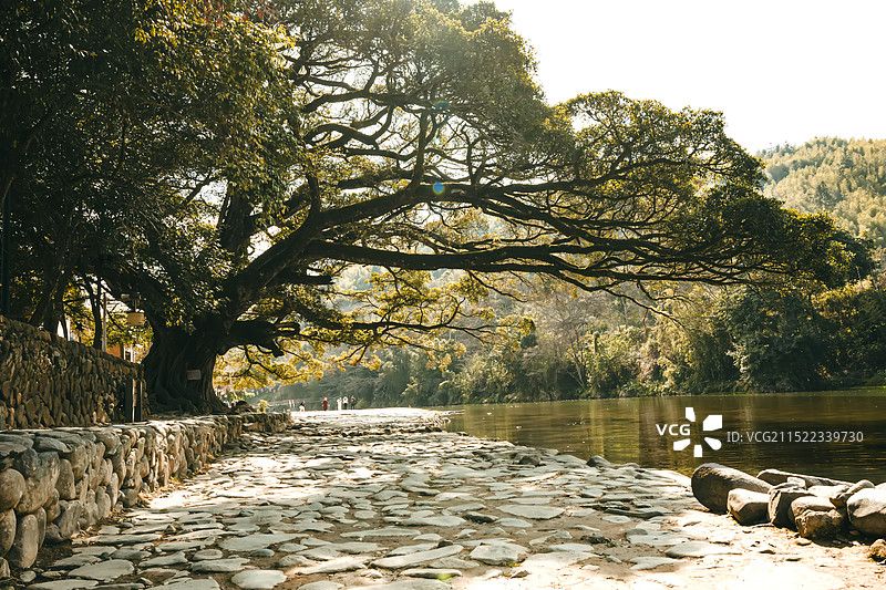 福建大树图片素材