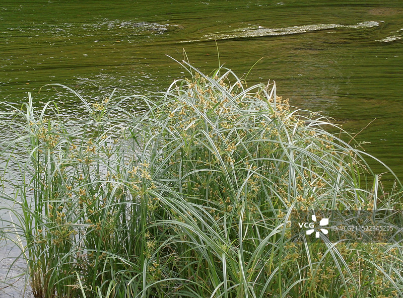 河边的草丛图片素材