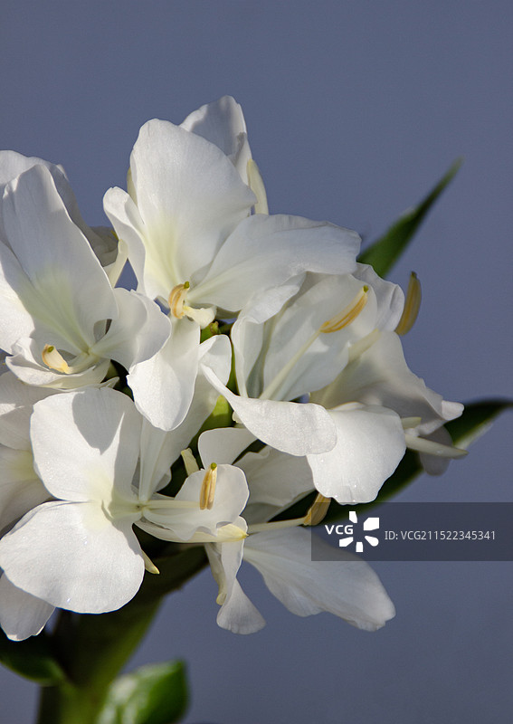 姜花特写图片素材