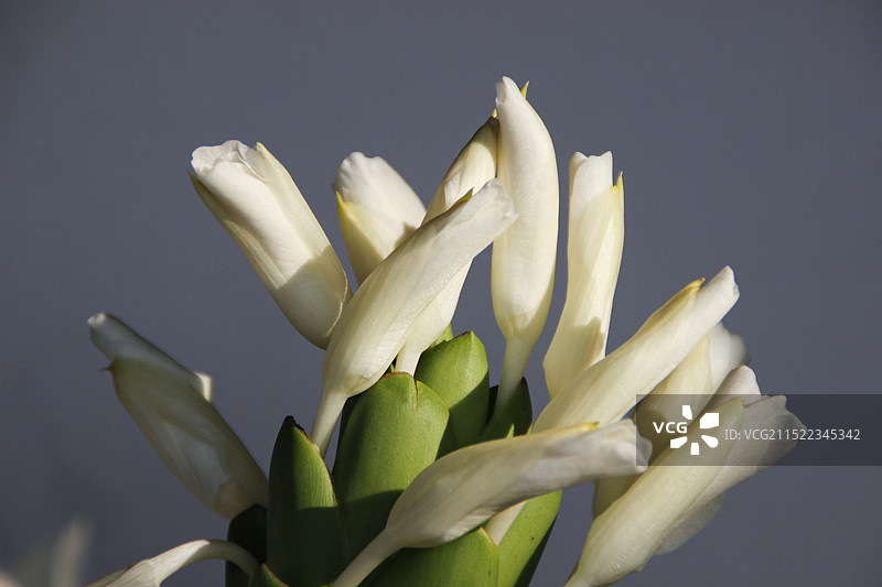 姜花特写图片素材