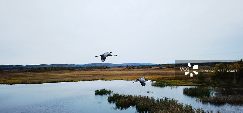 秋天沼泽湿地上飞翔的鹤图片素材