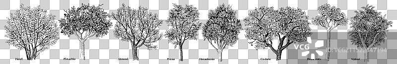 手绘坚果树图案合集图片素材