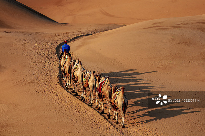 中国内蒙古响沙湾沙漠响起驼铃声图片素材
