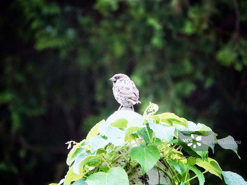 独上高楼，望尽天涯路图片素材