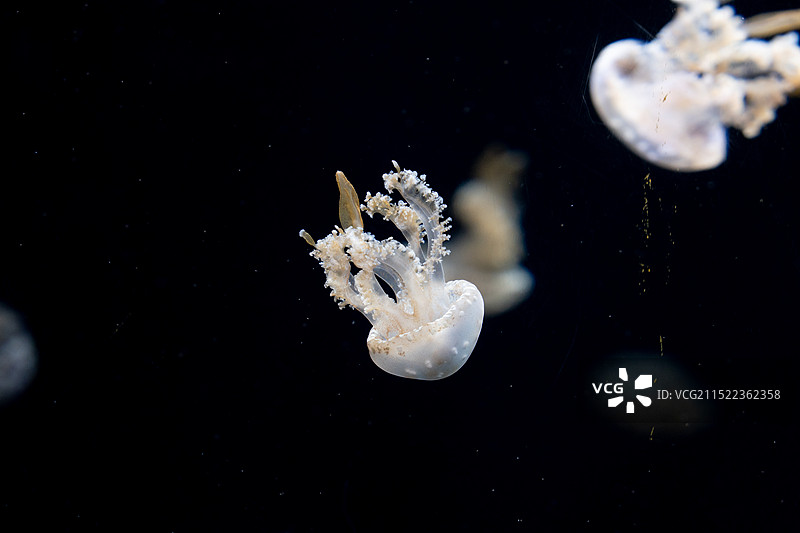 新加坡海洋馆——白色水母特写图片素材