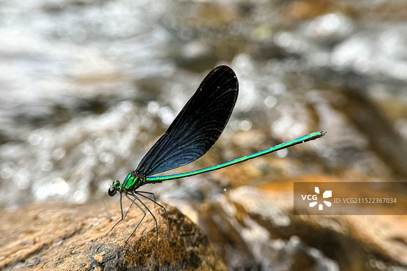 水边的色蟌图片素材