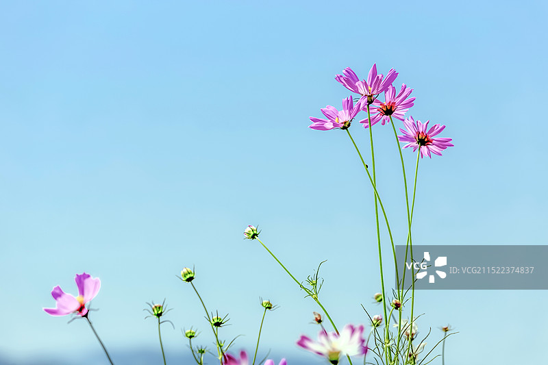 波斯菊图片素材