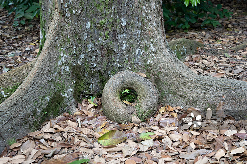 新加坡植物园——树根图片素材