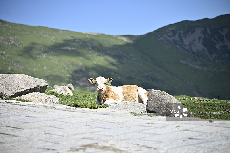 五台山风光-动物图片素材