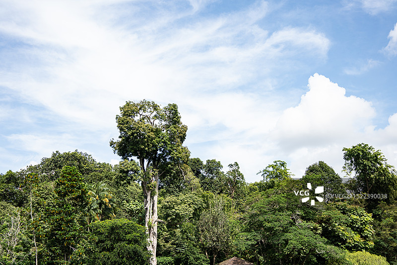 新加坡植物园1图片素材