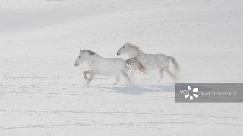 雪原上的白马图片素材