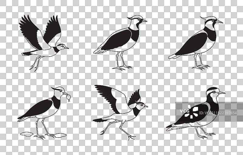 精细的 lapwing 线条艺术图案图片素材