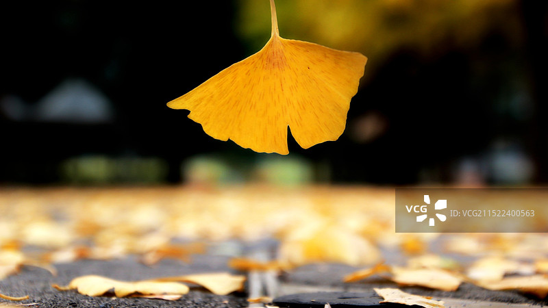 一叶知秋——北京红螺寺的银杏叶图片素材