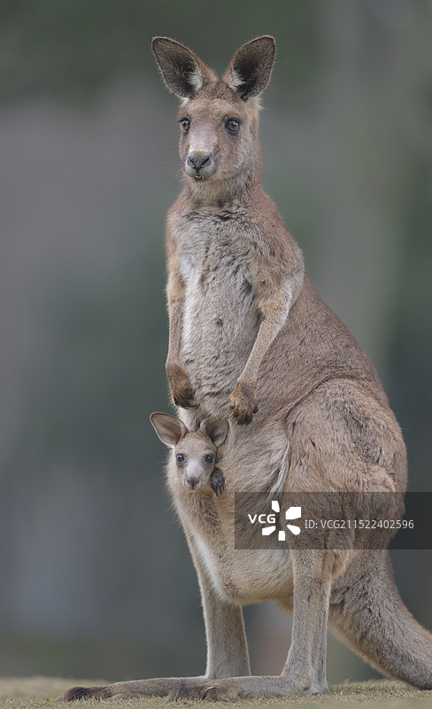 母与子(灰大袋鼠)图片素材