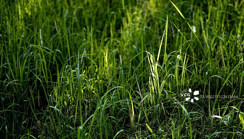 一缕晨光图片素材