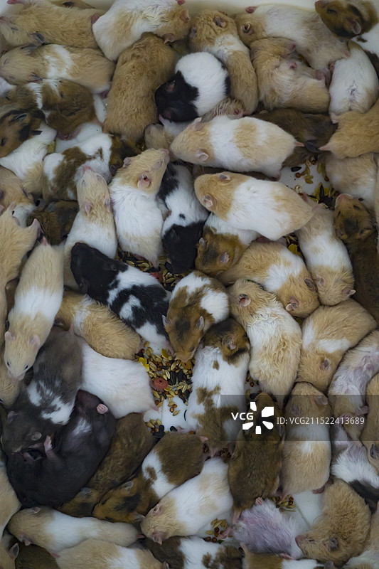 小仓鼠图片素材