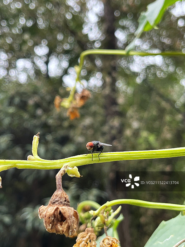 丝瓜藤上的大头金蝇图片素材