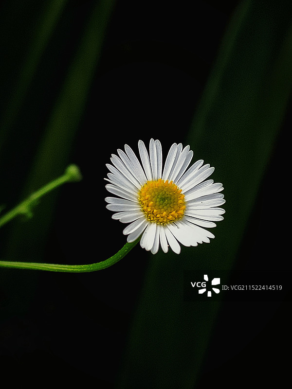 黑色背景下白色雏菊的特写镜头图片素材