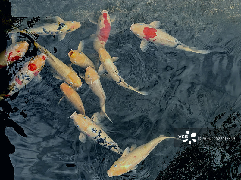 欢畅游动的锦鲤图片素材