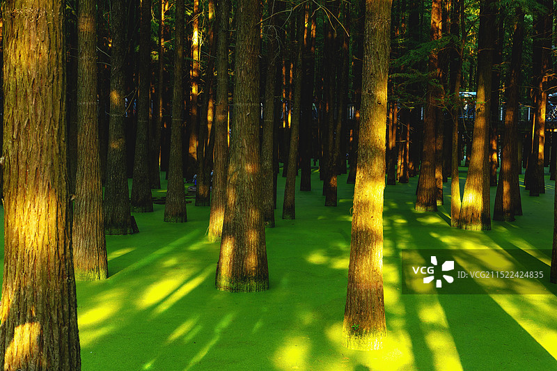 水上森林夕照图片素材