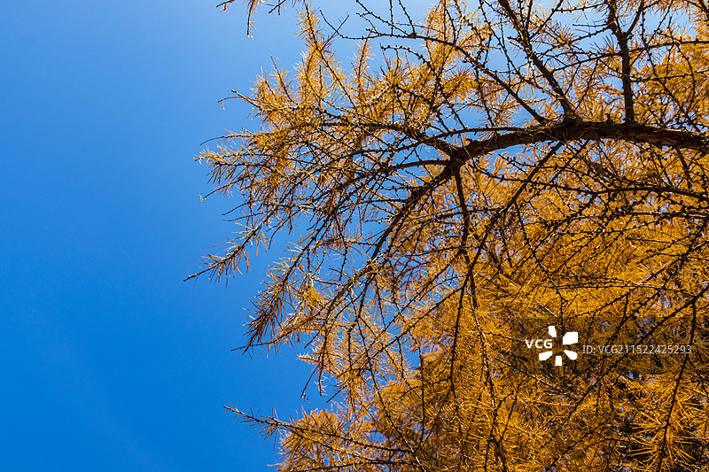 秋天的落叶松图片素材