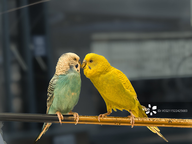 鹦鹉与爱情共舞图片素材