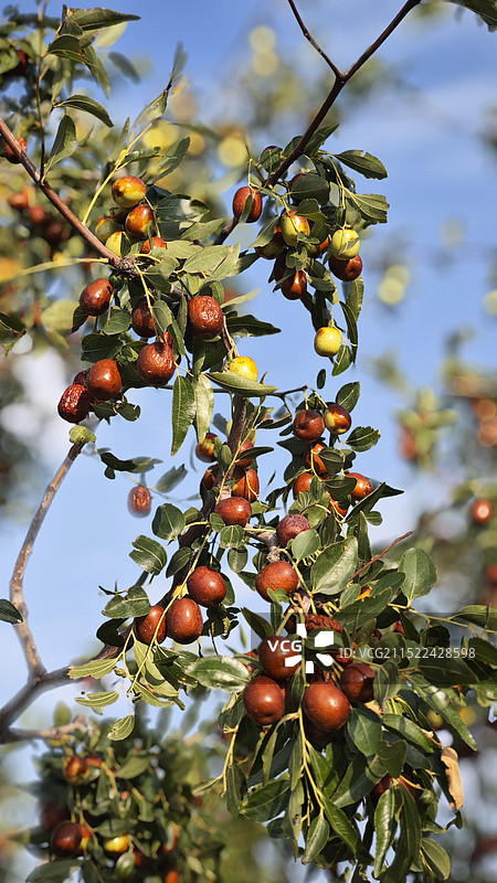 成熟的大红枣图片素材