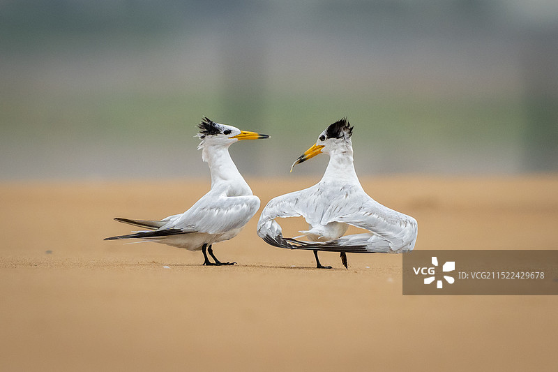 中华凤头燕鸥图片素材