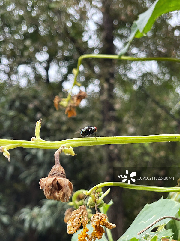 丝瓜藤上的大头金蝇图片素材