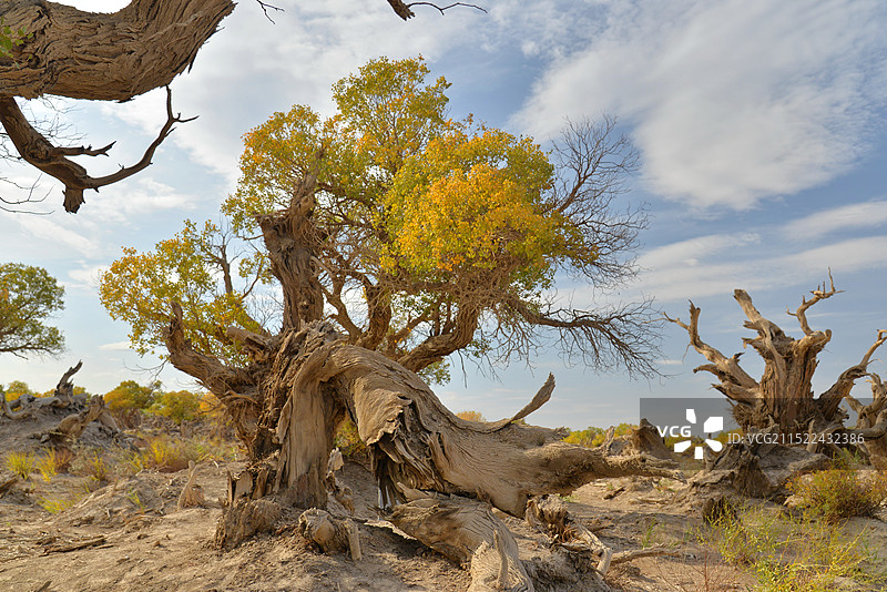 秋天金色阳光的胡杨林风光，新疆哈密，伊吾胡杨林风光图片素材