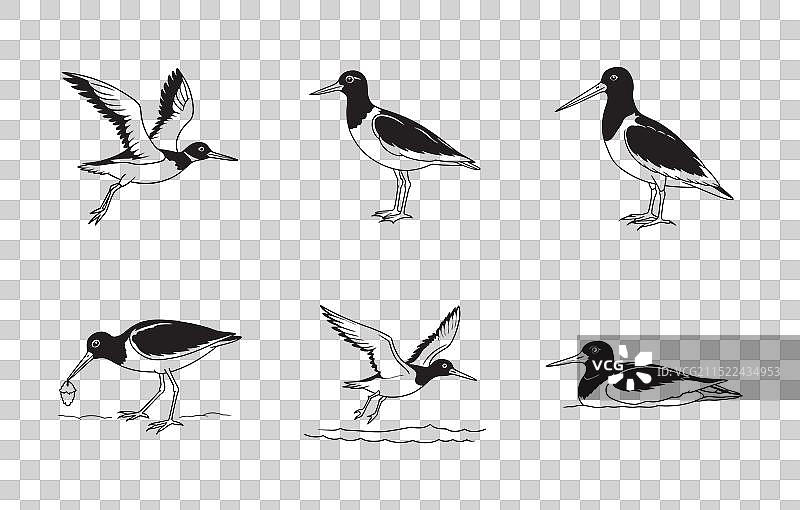 蛎鹬线条艺术作品集图片素材