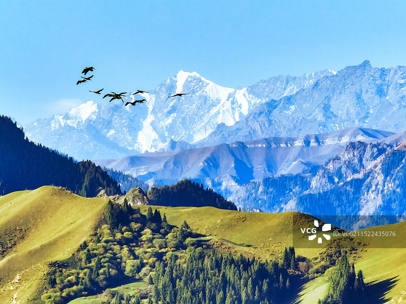 雪山下的飞鸟图片素材