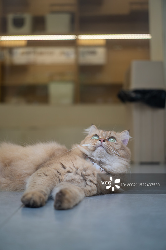 成都玉林纪实图片素材