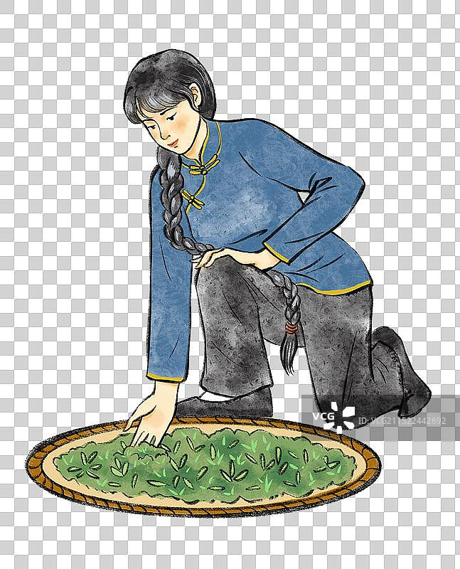 中国风水彩画红茶绿茶普洱茶制作过程与饮茶插画元素图片素材