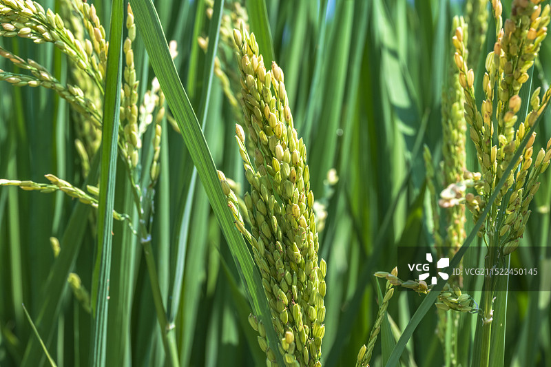 夏日绿色的水稻稻田 宁波古林镇茂新村特色文旅 共同富裕小镇图片素材