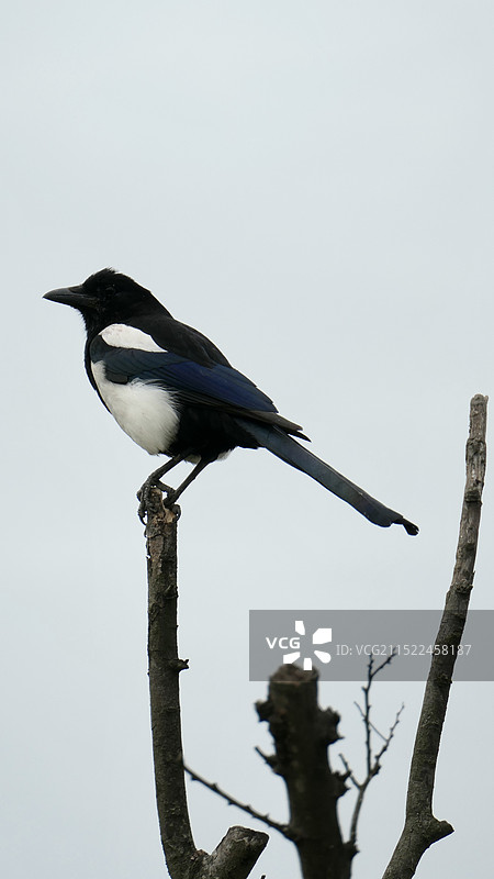 枝头的喜鹊图片素材