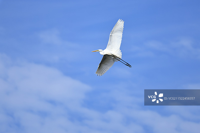 白鹭亮翅图片素材