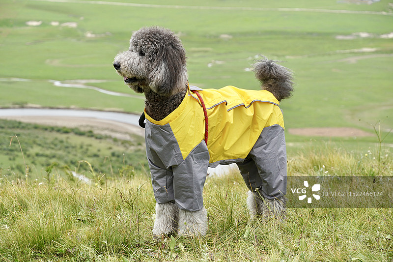 小狗 巨贵灰色 奔跑 草原图片素材