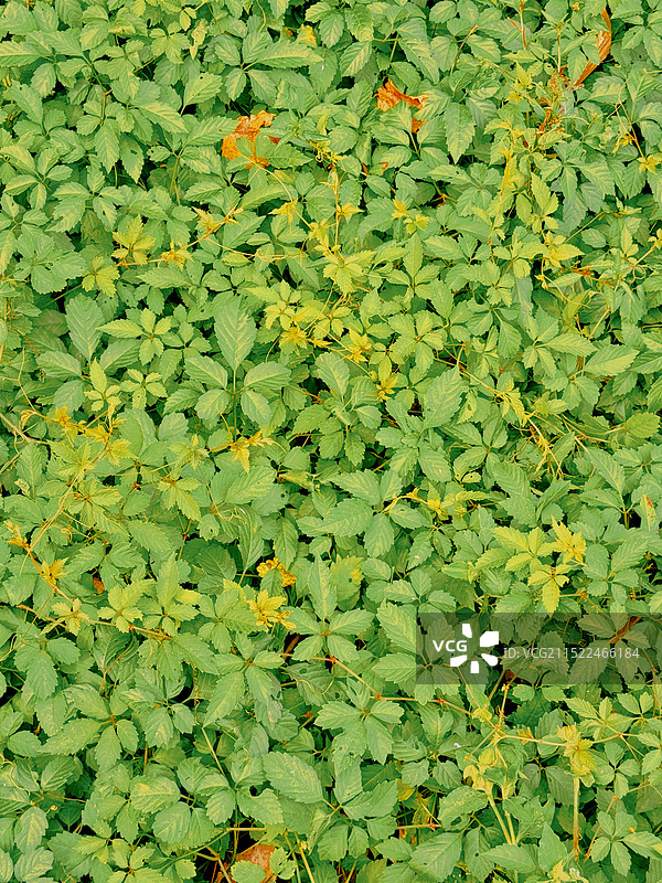 绿叶的全帧拍摄图片素材