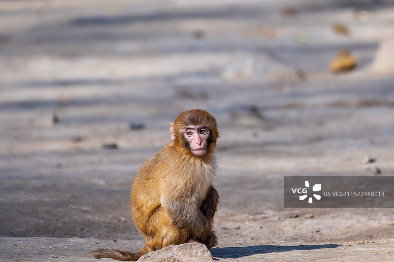 亚洲中国河南省郑州市动物园-动物王国:中国猕猴图片素材