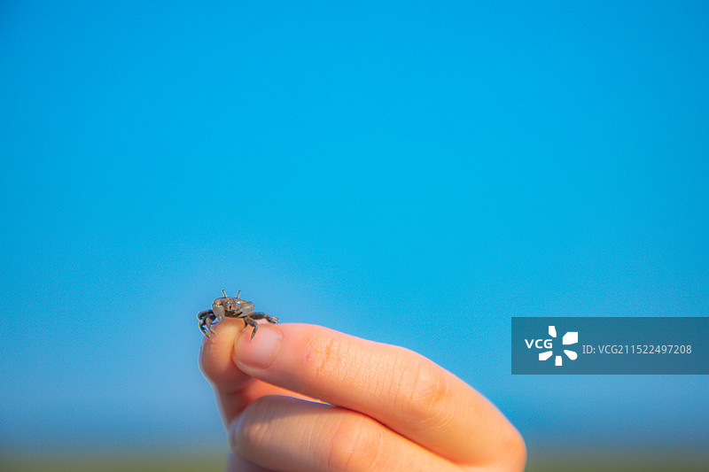 上海市横沙岛-手持螃蟹的特写镜头图片素材