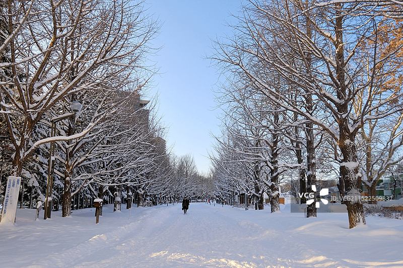 冬天的日本北海道札幌雪地上的树木映衬着晴朗的天空图片素材